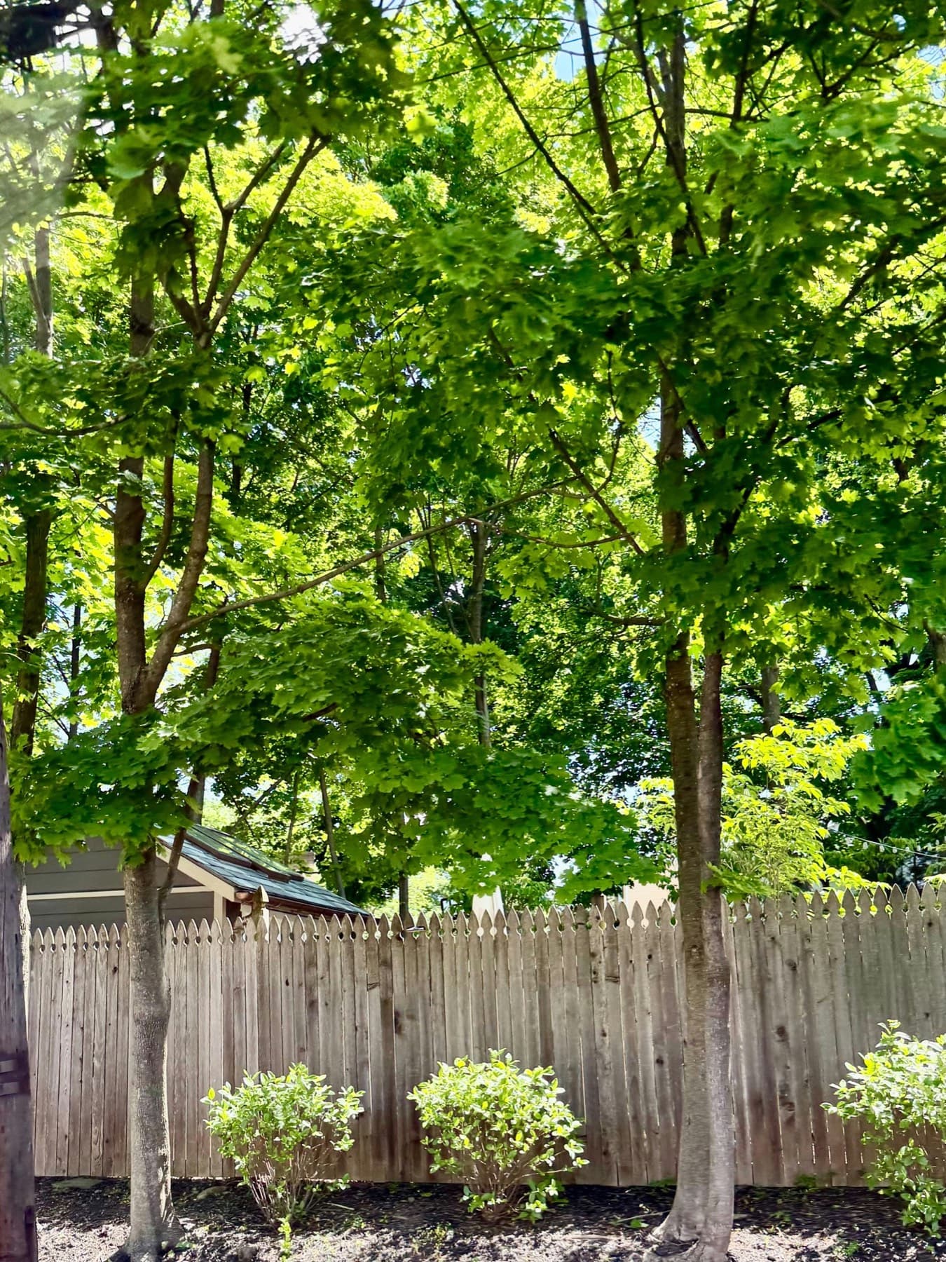 Wood privacy fence beneath mature trees in a landscaped backyard