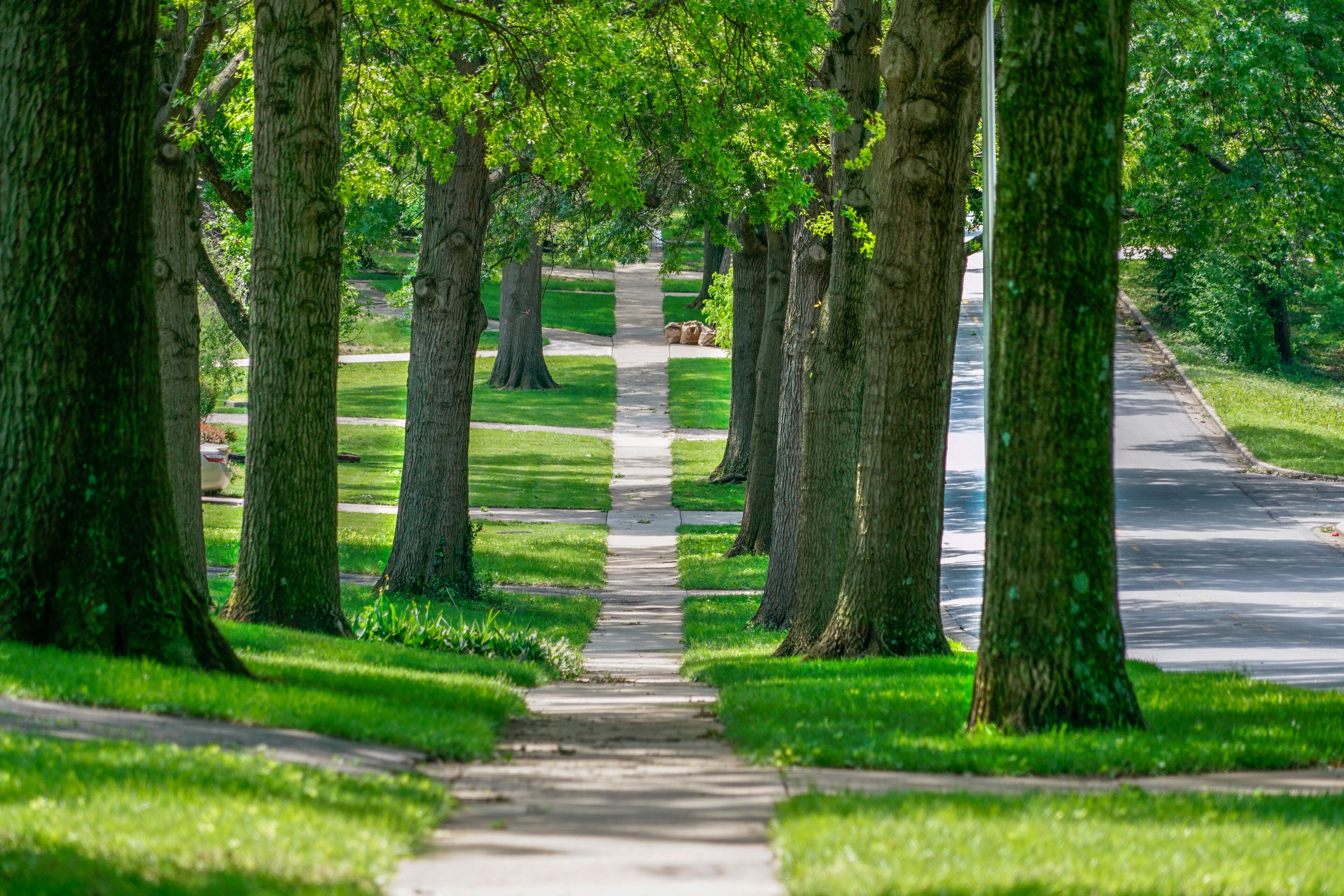 Tree-lined Prairie Village residential street and sidewalk